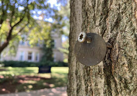As part of Yale’s new tree management plan, every tree on campus greater than 8 inches in diameter—including this pin oak on Hillhouse Avenue—was inventoried and tagged, giving workers quick access to important data about each tree.